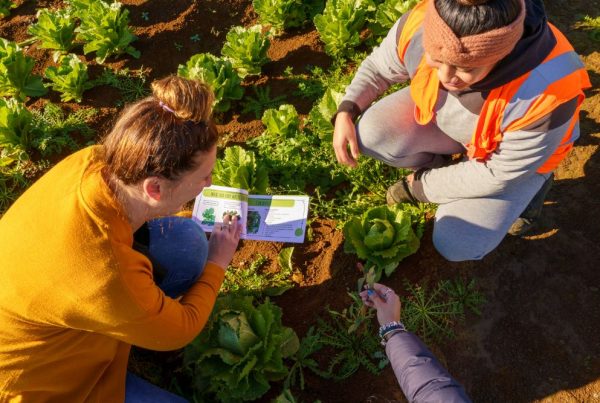 Train the Trainer short course learners and trainers working outside amongst the lettuces