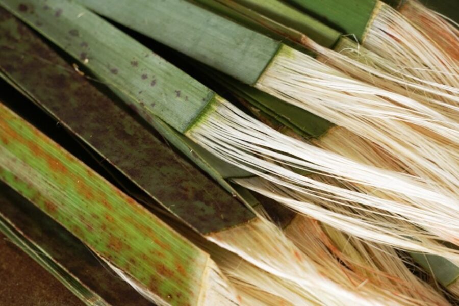 He Muka Tangata - Muka is the fibre extracted from harakeke (New Zealand flax
